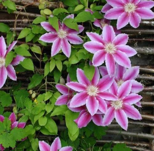  天然：天热，居家种上这4种花，养成'天然窗帘'，遮阴隔热，一举多得
