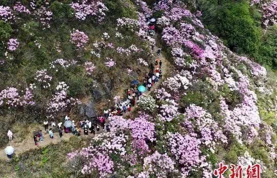  「竟是」江西的省鸟、省花、省树是什么？原来竟是它们……