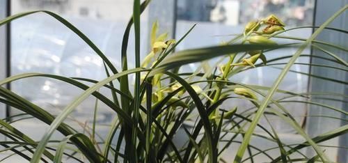  『花能』哪些花能放客厅？有很多个品种，君子兰就可以