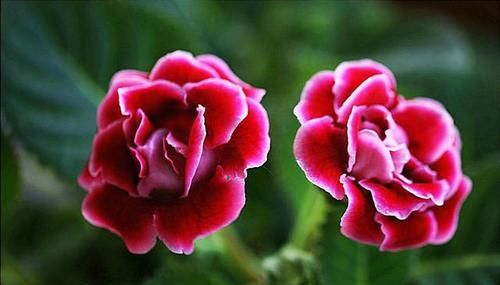 「不妨」觉得花卉开花很难?不妨尝试一下此三种,花大色艳爆盆简单,好养