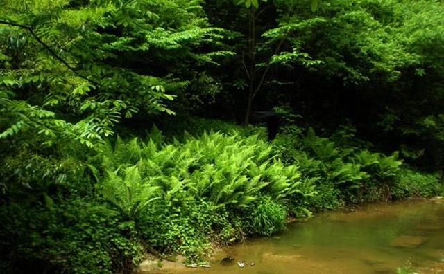 全球最“潮湿”的地方，每年335天在下雨，被称为“世界湿级”！