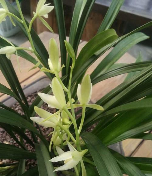  「便宜」最“便宜”的兰花，花色纯洁无暇，香味浓厚醇正，每年开花3次