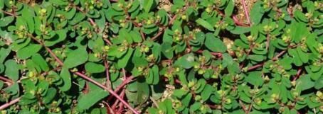 『人称』1种野草,人称窝蛋草,又叫血见愁,腹泻,止血效果好,见到别拔