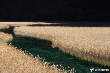 美极了!九寨沟芦苇开好了