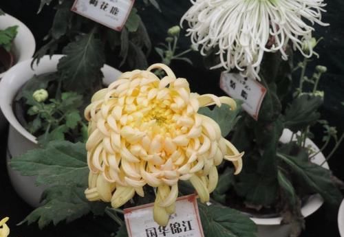  『吊钟海棠』喜欢菊花，不如养盆“国华系列”国华锦江，雍容端庄，高贵优雅！