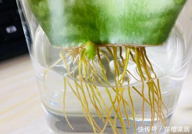 #试试#养不好的花,试试无土水培,几天长出大白根,还能开花呢!