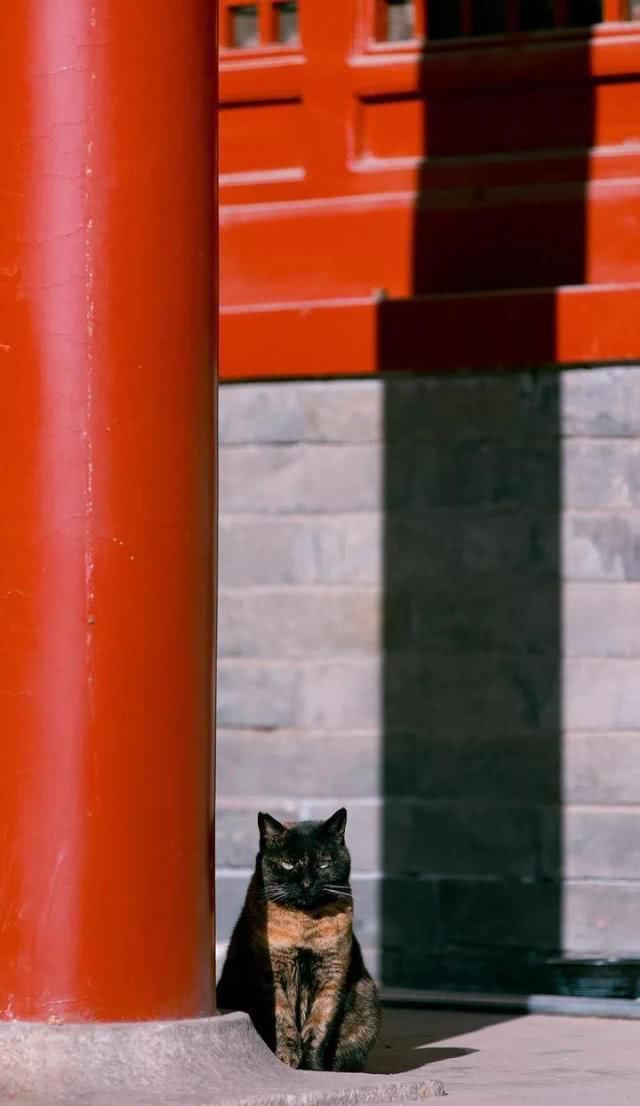 “巨型猫”成网红？拍猫达人教你在故宫看毛茸茸的真“御猫”