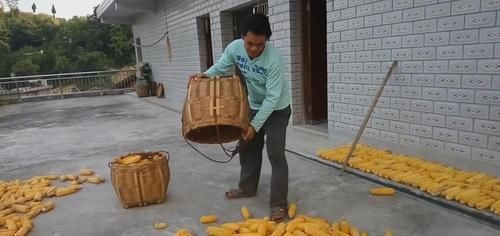  『蔬菜』农村玉米地一害草，农民曾经用它煮水来“杀虫”，你认识吗？