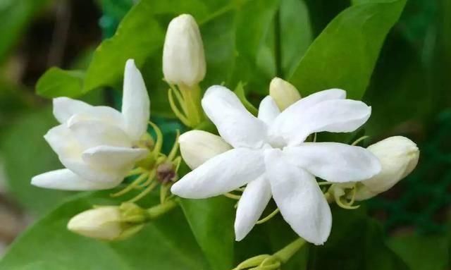  「植株开花之后」这几种花最受老人的欢迎，快给家里老人养一盆吧