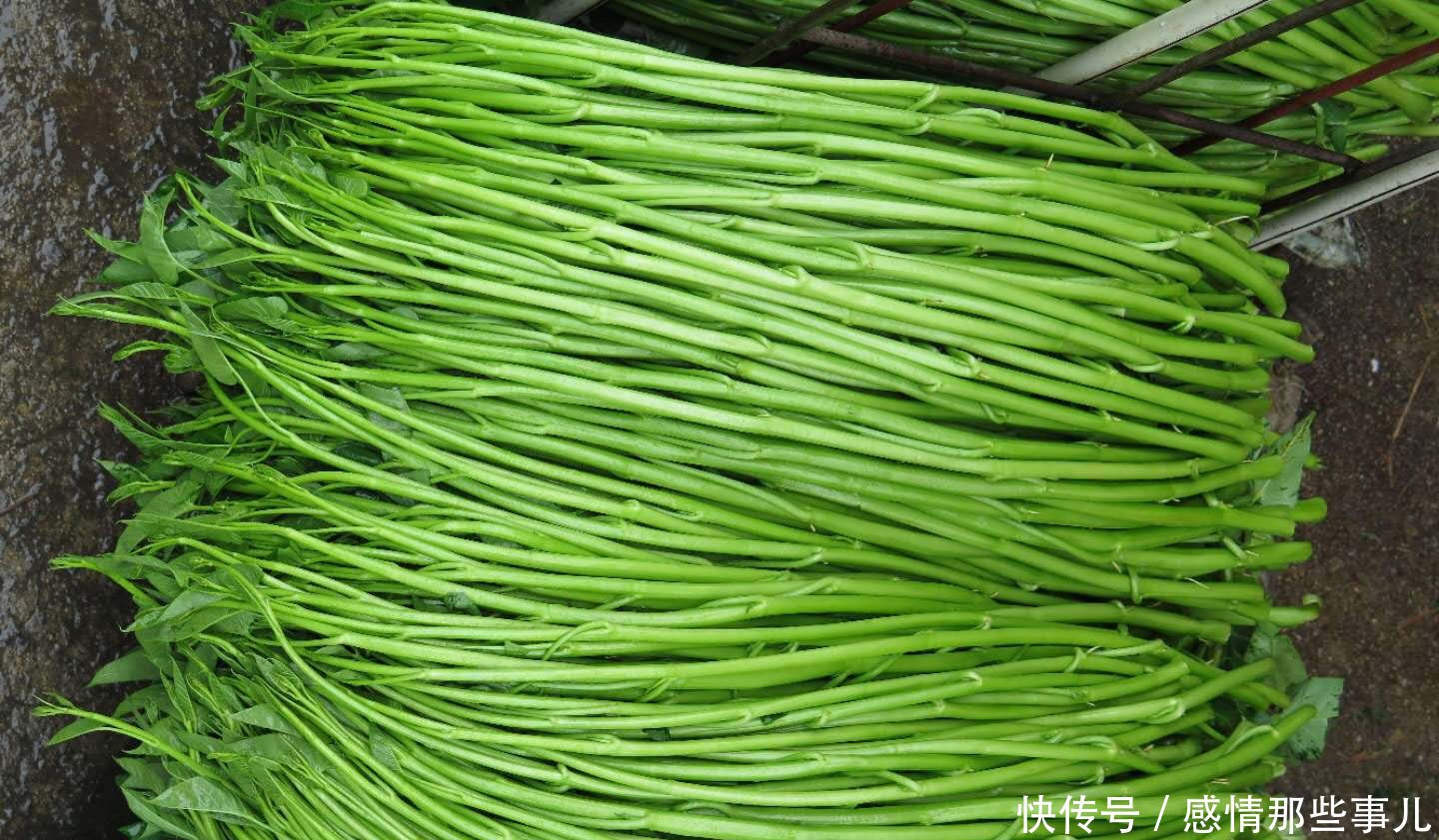 『蔬菜』这四种盆栽蔬菜太好种了, 不用怎么管都能爆盆, 想吃直接摘