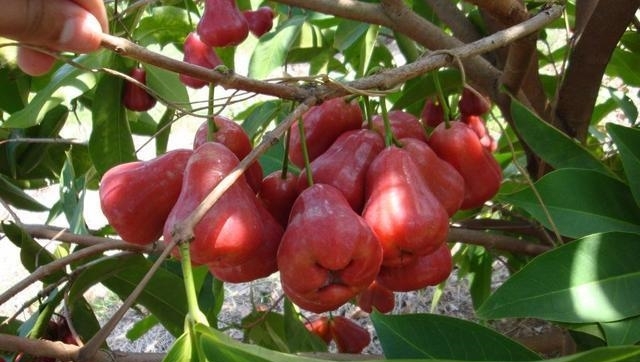 农村一水果长得像辣椒，被称为水果之王，一斤至少20元