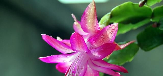  「漂亮」适合夏天养的3种花，爆盆简单好养活，开花漂亮抓人眼球，美极了