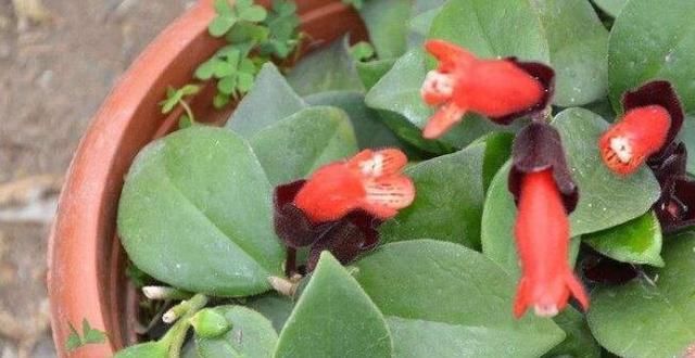  『花和叶』这4种不同的吊兰，一个枝条就能种，花和叶都漂亮，四个月长满盆