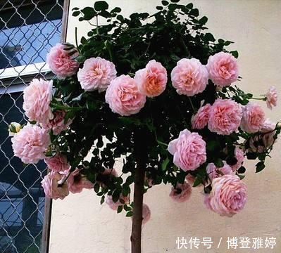适合@我国这几种花卉,都适合在院子里种植,有条件的建议种几株
