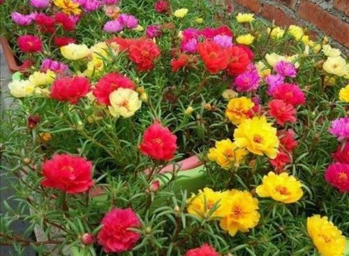  盆土@春天在家养2种花，开花美、花期长，阳台开满漂亮小花
