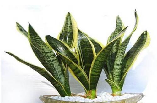  『好处』这些常见植物，放家里有很多好处！