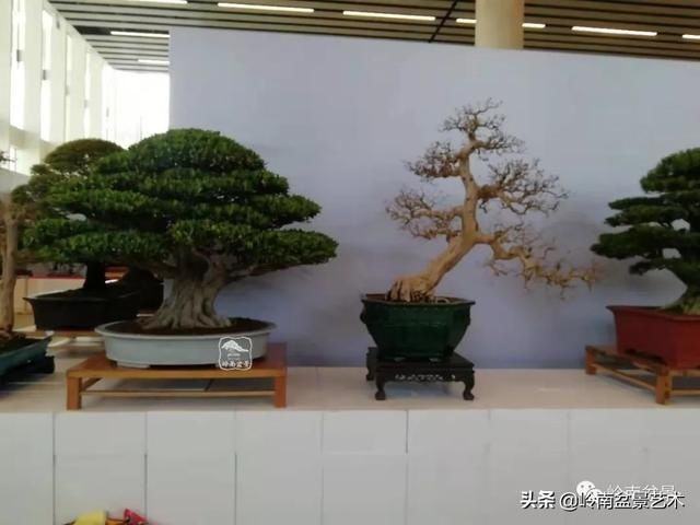  「作品」有年功的盆景，品相好，价值高！
