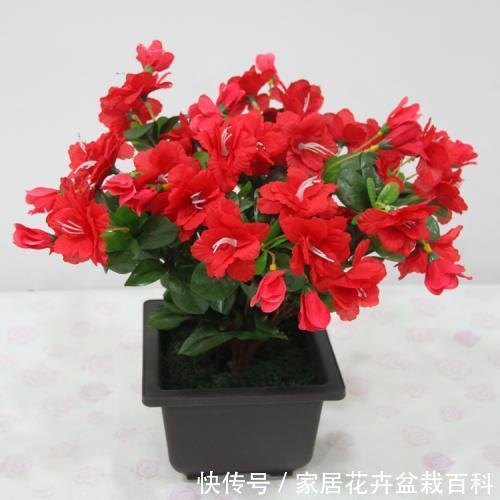 不见:窗台上的一盆杜鹃花,每年很简单的养护,却年年见花不见叶
