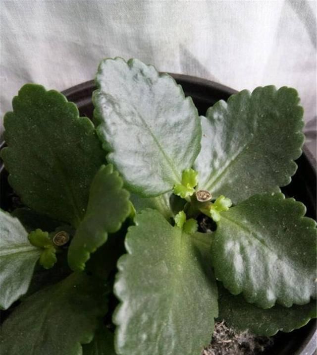  扦插：想要几盆新的长寿花，春天剪几片叶子来扦插，生根快好成活