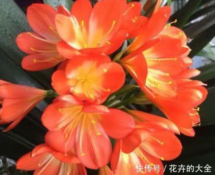 蟹爪兰■新手养花,不如养盆花中精品“吊兰”,净化空气,外形美观