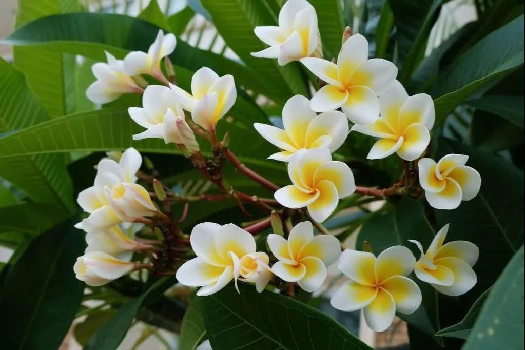 绿色:每日植物|鸡蛋花