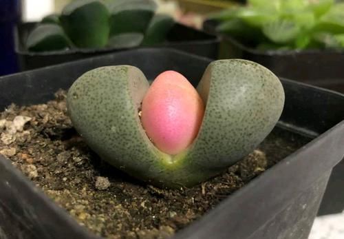  『绿蒂』买到的屁屁花居然被药锦了，郁闷，绿蒂玉嗨了药真的不能救吗？