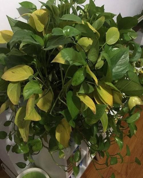 「绿萝」?养花养不活？试试这4种，“植物杀手”都能养活，爆盆不费劲
