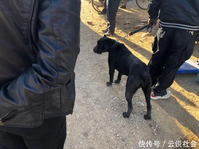 『商贩』狗市:商贩出售凶悍的杜高犬,报价八百却无人敢买!