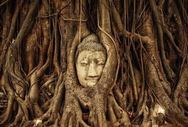 国内唯一“树抱佛”奇观：巴掌大的千年树洞内，竟藏着一尊佛像