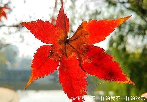 仄仄仄平平@一帘幽梦念往事,四季情思意阑珊;孤馆深沉夜,心事向谁言