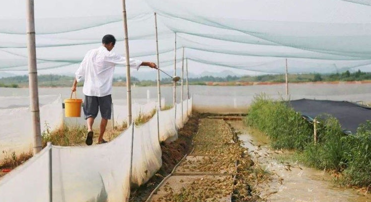  #捕捉#一年可消灭万只害虫，却被当成美味大量捕捉，如今靠养殖