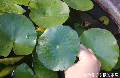 油绿■铜钱草叶子小?简单“2招”,叶油绿,越长越多,长成“小荷叶”
