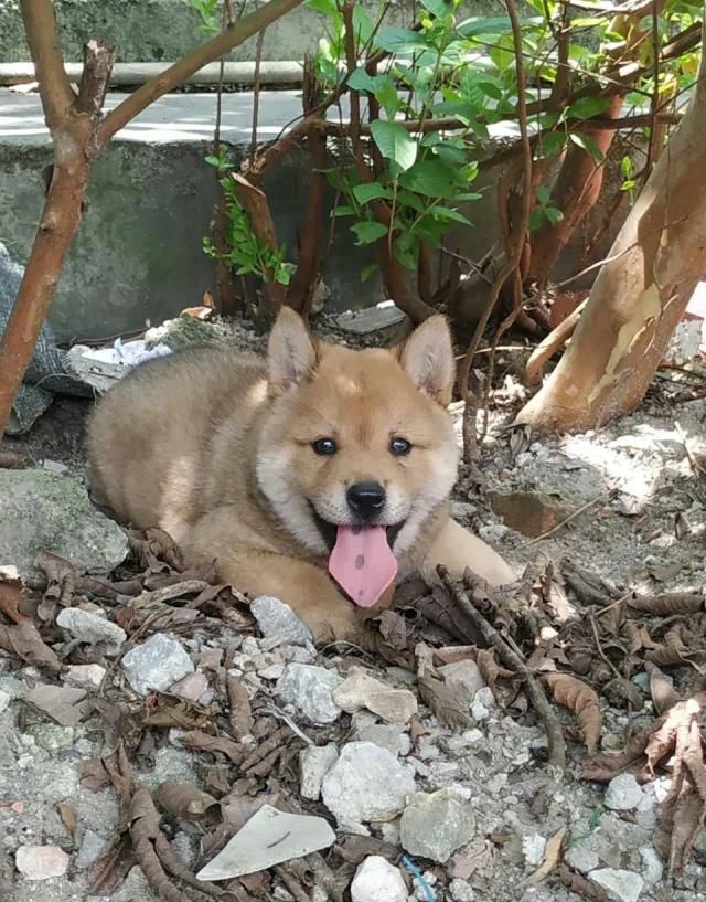 狗舌头有黑斑好不好