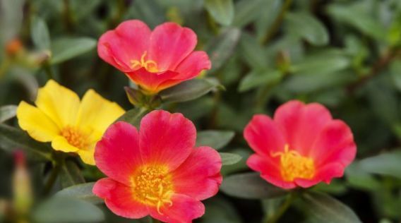  『生机盎然』春天家养此款花卉，花开爆满一次成花海，生机盎然，娇艳美不胜收