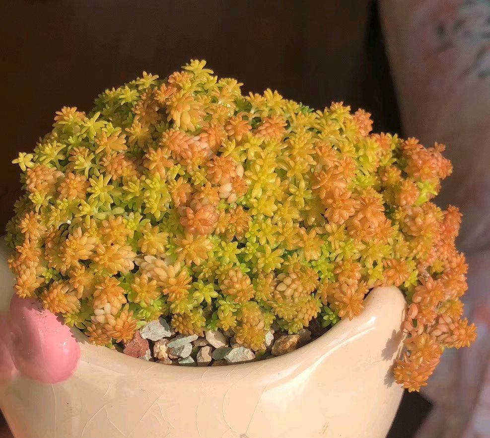  [多肉叶片]家庭养护的多肉植物怕淋雨吗?做到正确养护,越长越漂亮!