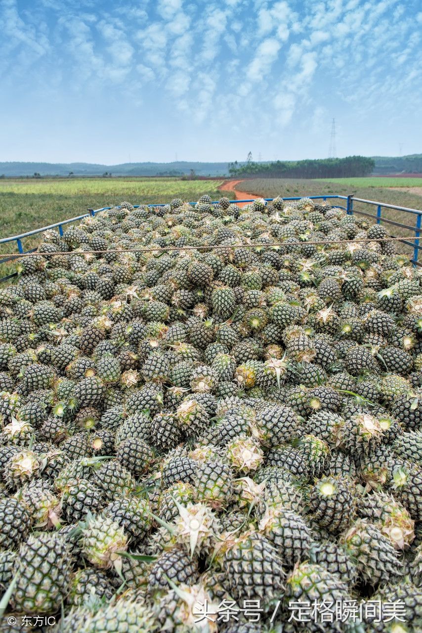 又到一年菠萝收获季 您见过菠萝海吗 快来看看