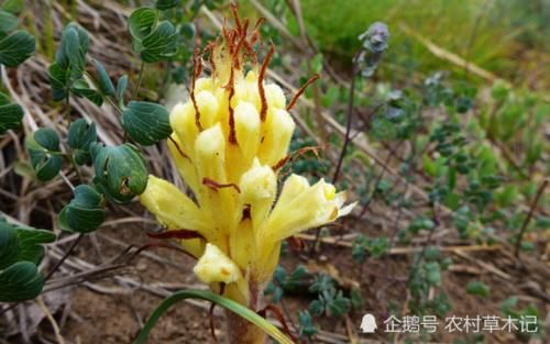  【黄金叶】它是山里的“黄金叶”，目前野生稀少，见到请保护，6