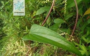  「养花常识」白扦树皮灰褐色，裂成不规则的薄块片脱落。