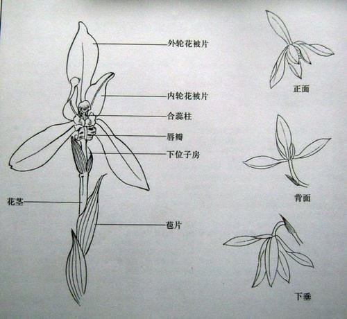  『中国科学院』云游植物园｜青春有兰：pick me!