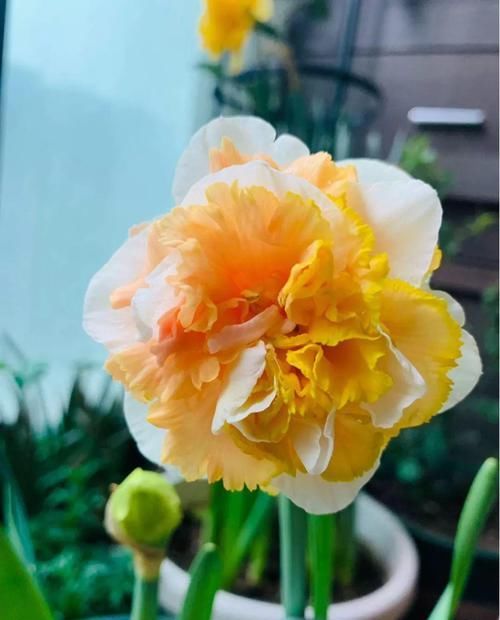  『长春花』7种转运花，年底在家养一盆，开花就是好兆头！