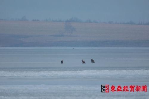 几十万只大雁集结南迁 敬信湿地形成候鸟风暴