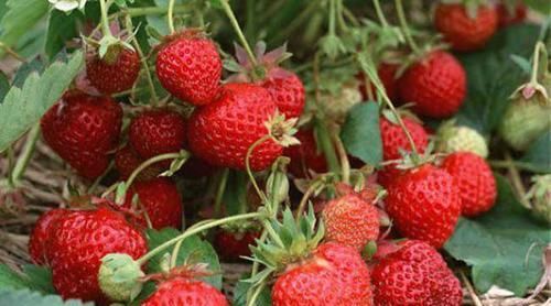  『草莓』要想在家种植盆栽草莓，只需要掌握这几种方法，即可种出优质草莓