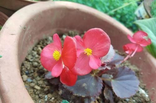  阳光：这花的叶子肉嘟嘟，开出来的花更是可爱，晒晒阳光就开爆！