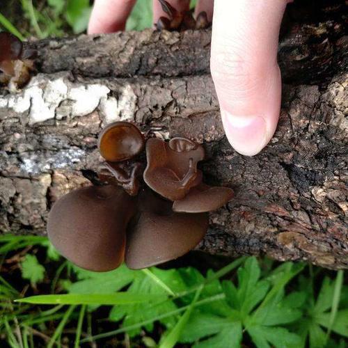 40多岁女人常吃补品易发乳腺癌?多吃此物,帮你