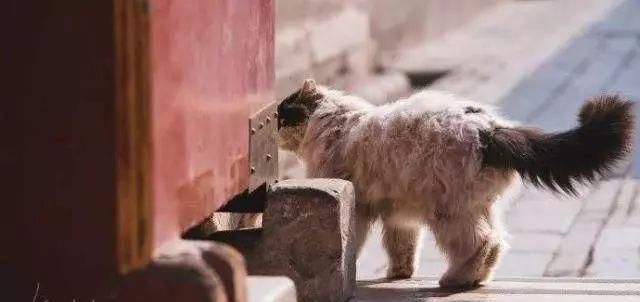 走！去故宫吸猫，181只皇家猫全都撸一遍