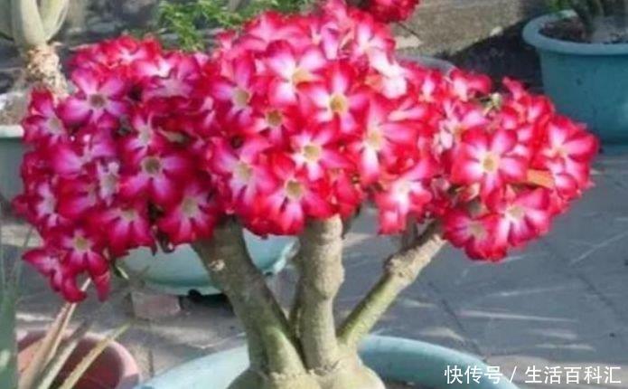  『不妨』夏天养花，不妨养这5款花，花开硕大，花色鲜艳美丽