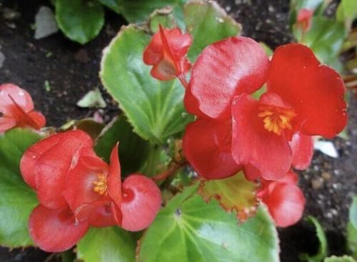  【矮型四季菊】2种花比“月季”漂亮，放在阳台，年年能开花，养20盆也不多！