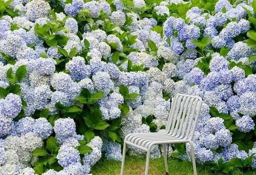  『三角梅』有院子的话，一定养这花，开花大又香！