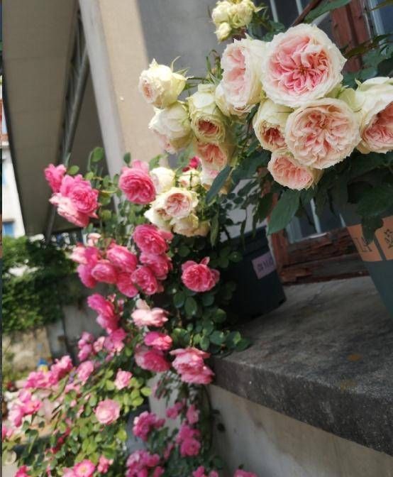  「玫瑰」玫瑰种植好吗？不一定！