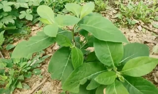 农村山坡上一种草药，以前常被当野草除掉，如今农民却大面积种植